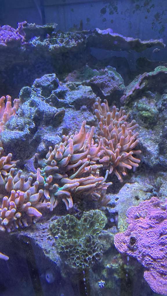 Rainbow Bubble Tip Anemone